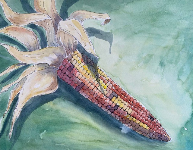 Watercolor Painting of a Cover Removed Corn