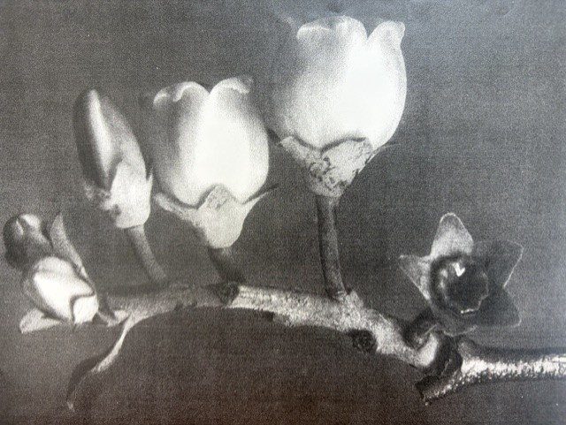 <h1> Drawing with Various Media </h1><h2> Mondays, 6:30 - 8:30 pm</h2><h3> Ages 16+</h3> - Image 3